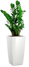 Zamioculcas Zamiifolia in LECHUZA CUBICO Self-watering Planter, Total Height 150 cm