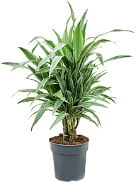 Insta-friendly Dracaena deremensis 'Warneckei' Tall Indoor House Plants Trees