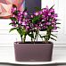 Blooming Dendrobium Orchid in LECHUZA DELTA Self-watering Planter, Total Height 50 cm