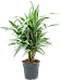 Insta-friendly Dracaena deremensis 'Warneckei' Tall Indoor House Plants Trees