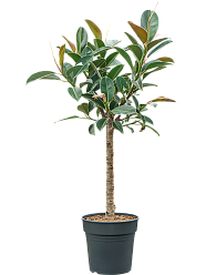 Lush Rubber Plant Ficus elastica 'Melany' Tall Indoor House Plants Trees