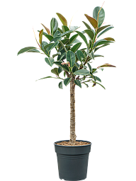 Lush Rubber Plant Ficus elastica 'Melany' Tall Indoor House Plants Trees