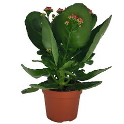 Cute Flaming Katy Kalanchoe beharensis Indoor House Plants