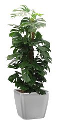 Potted House Plant Monstera Deliciosa in LECHUZA QUADRO LS Silver Metallic  Self-watering Planter, Total Height 140-150 cm