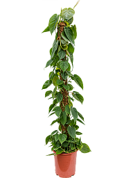 Lush Heart-Leaf Philodendron scandens Indoor House Plants