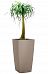 Nolina in LECHUZA CUBICO Color Self-watering Planter, Total Height 120 cm