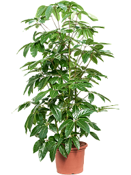 Cheerful Umbrella Tree Schefflera actinophylla 'Amate' Indoor House Plants