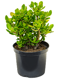 Easy-Care Jade Plant Crassula ovata Indoor House Plants