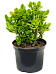 Easy-Care Jade Plant Crassula ovata Indoor House Plants