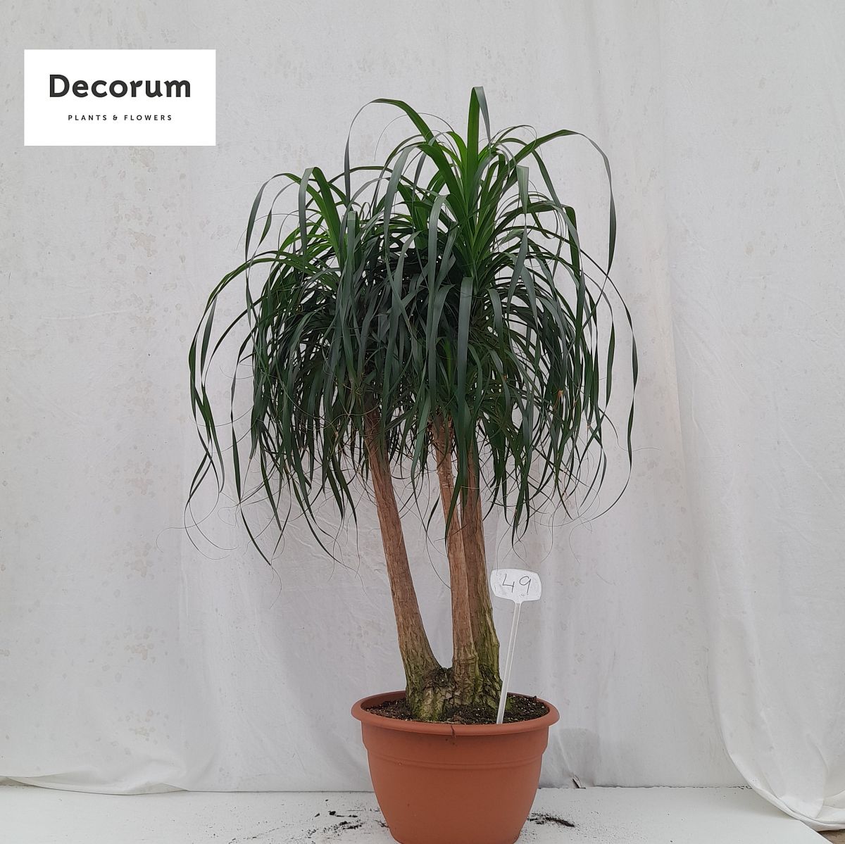 Beaucarnea
