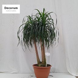 Beaucarnea