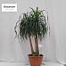 Beaucarnea