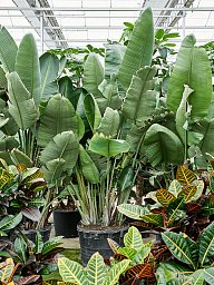Tropical Bird of Paradise Strelitzia nicolai Indoor House Plants