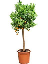 Cheerful Citrus (Citrofortunella) calamondin Tall Indoor House Plants Trees