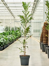 Stenocarpus sinuatus