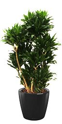 Dracaena Fragrans Compacta in LECHUZA CLASSICO LS Self-watering Planter, Total Height 105 cm