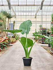 Lush Elephant Ear Alocasia macrorrhiza Indoor House Plants