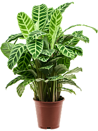 Showy Pin-Stripe Calathea zebrina Indoor House Plants