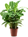 Showy Pin-Stripe Calathea zebrina Indoor House Plants