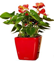 Blooming Anthurium Andraeanum Scarlet in LECHUZA QUADRO LS Self-watering Planter, Total Height 50 cm