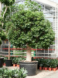 Lush Weeping Fig Ficus microcarpa ‘Nitida’ Tall Indoor House Plants Trees