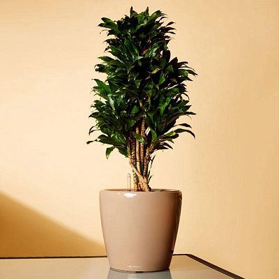 Dracaena Fragrans Compacta in LECHUZA CLASSICO LS Self-watering Planter, Total Height 105 cm
