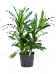 Fabulous Pleomele (Dracaena) reflexa 'Song of Jamaica' Tall Indoor House Plants Trees