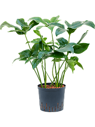 Lush Heart-Leaf Philodendron 'Green Wonder' Indoor House Plants