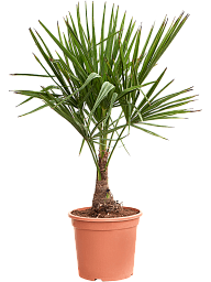 Windmill Palm Tree Trachycarpus fortunei (300-350)