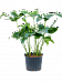 Lush Heart-Leaf Philodendron 'Green Wonder' Indoor House Plants