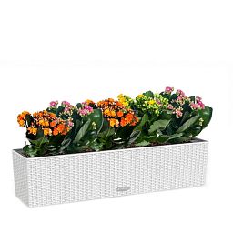 Blooming Kalanchoes Maxi in LECHUZA BALCONERA Cottage Self-watering Planter, Total Height 40 cm
