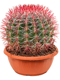 Cute Mexican Fire Barrel Cactus Ferocactus stainesii Indoor House Plants