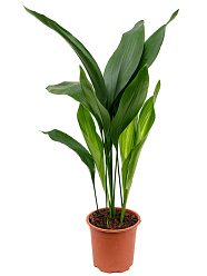 Shade-loving Cast Iron Plant Aspidistra elatior Indoor House Plants