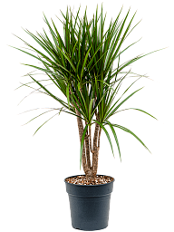 Showy Madagascar Dragon Tree Dracaena marginata Tall Indoor House Plants Trees