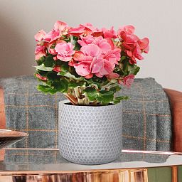 IDEALIST Lite Honeycomb Style Table and Hanging Cylinder Round Plant Pot Dual Use Indoor Planter
