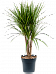 Showy Madagascar Dragon Tree Dracaena marginata Tall Indoor House Plants Trees