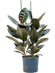 Lush Rubber Plant Ficus elastica 'Abidjan' Indoor House Plants