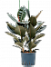 Lush Rubber Plant Ficus elastica 'Abidjan' Indoor House Plants