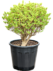 Enkianthus perulatus