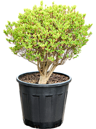 Enkianthus perulatus