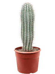 Easy-Care Mexican Giant Cactus Pachycereus pringlei Indoor House Plants