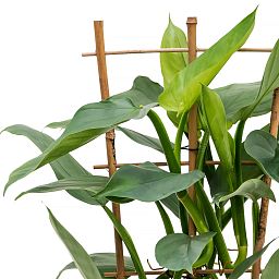 Lush Heart-Leaf Philodendron ‘Silver Queen’ Indoor House Plants