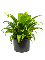 Fancy Birds Nest Fern Asplenium antiquum 'Osaka' Indoor House Plants W...
