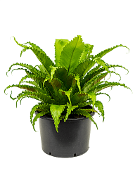 Fancy Birds Nest Fern Asplenium antiquum 'Osaka' Indoor House Plants