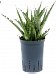 Easy-Care Snake Plant Sansevieria comet 'Rocky Mountain' Indoor House Plants