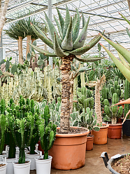 Majestic Mountain Aloe marlothii