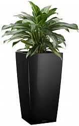 Aglaonema Silver Bay in LECHUZA CUBICO Self-watering Planter, Total Height 85 cm