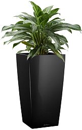 Aglaonema Silver Bay in LECHUZA CUBICO Self-watering Planter, Total Height 85 cm