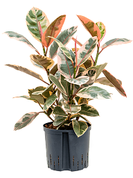 Lush Rubber Plant Ficus elastica 'Belize' Indoor House Plants