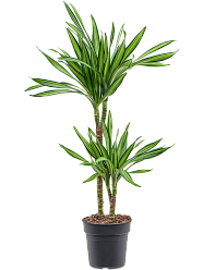 Easy-Care Corn Plant Dracaena fragrans 'Riki' Tall Indoor House Plants Trees